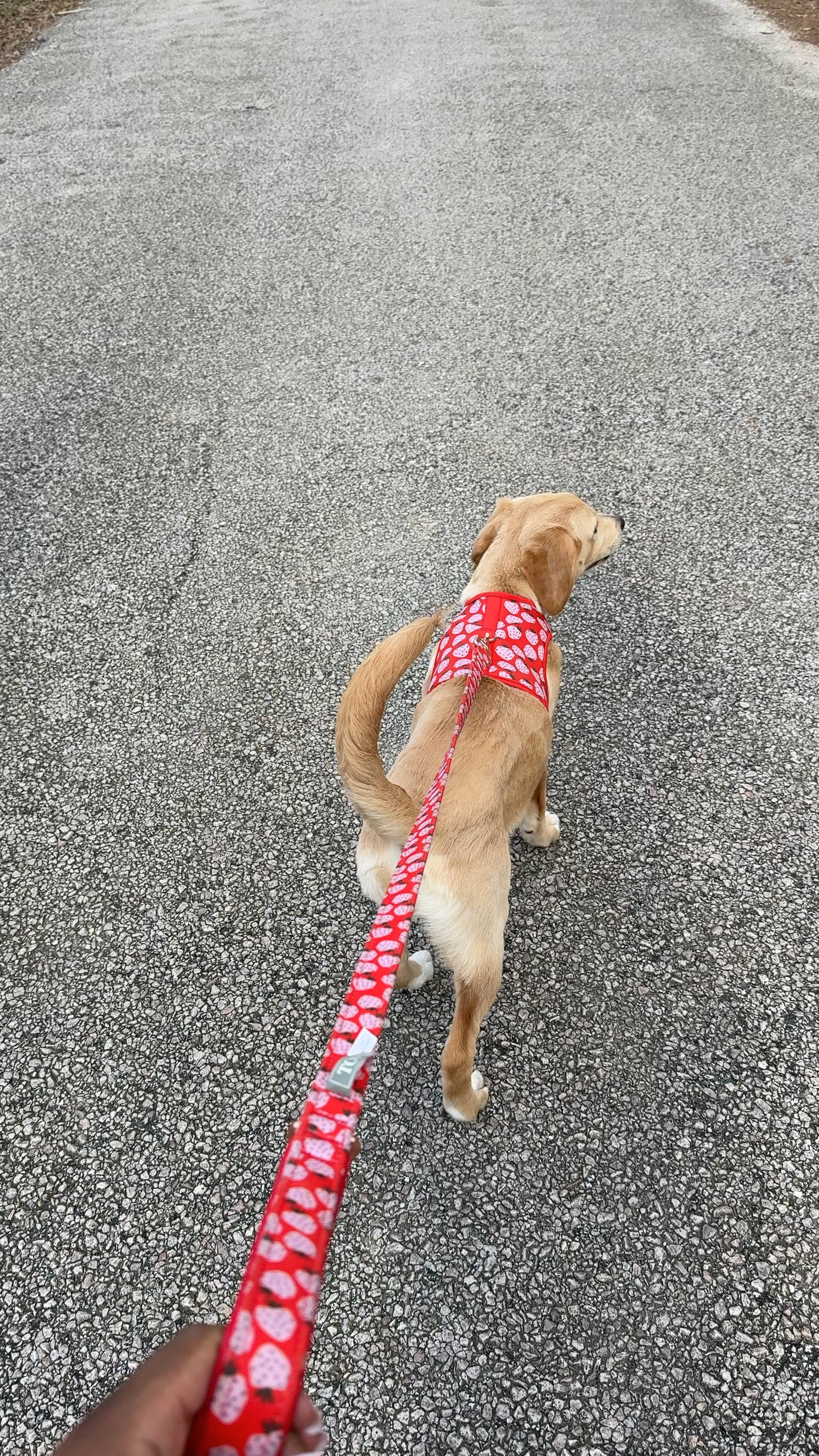 The cutest strawberry set !! 

#LTKPets