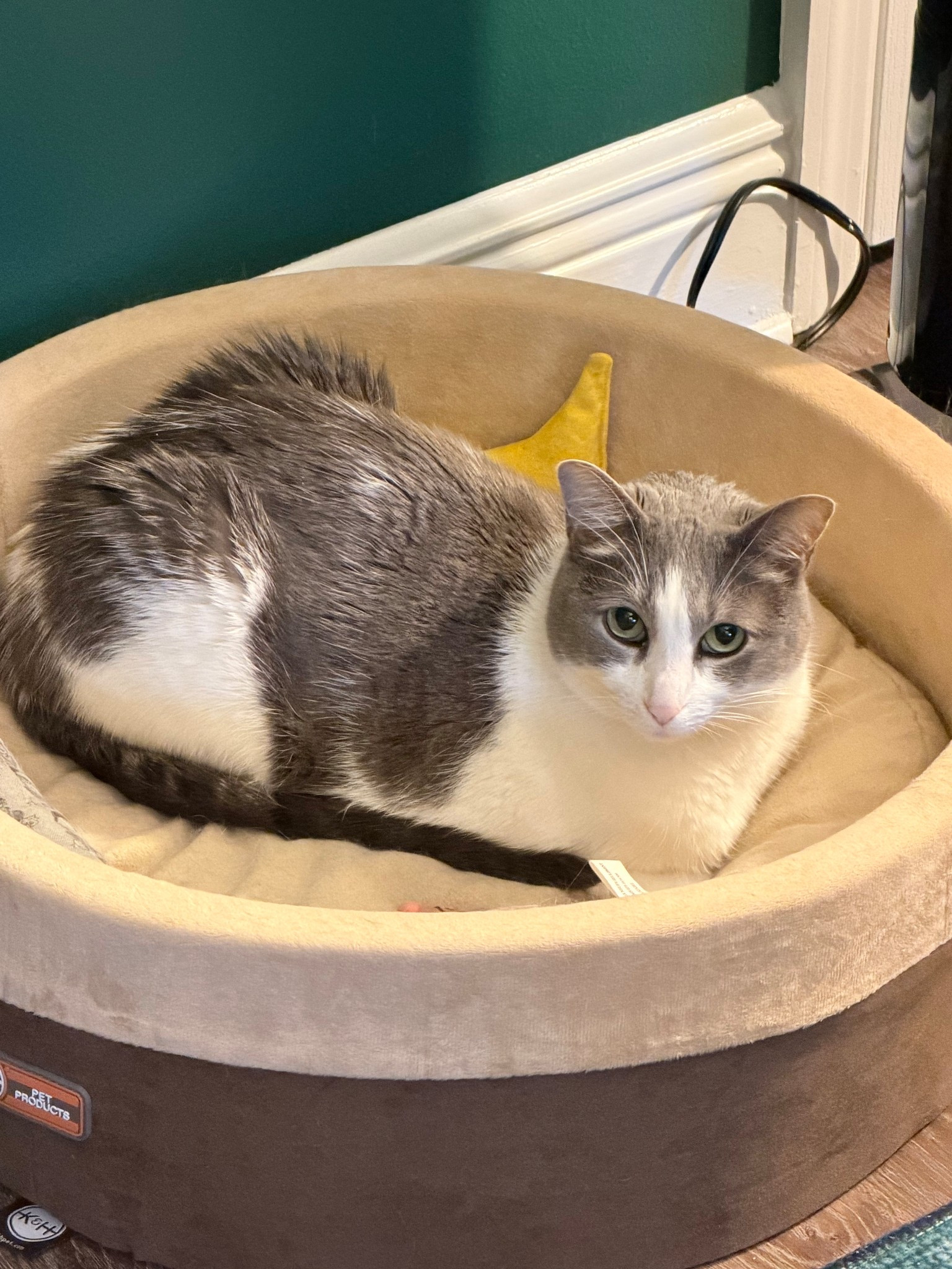 Heated cat beds can turn any chilly corner into your cat’s favorite retreat 😻 This one keeps my cat Emory cozy in our bedroom all winter long — it’s her go-to nap spot whether she’s had a busy morning or just wants to curl up during the day. Tagging this style plus a few other sizes for multi-cat households!

#LTKstorytime #LTKHome #LTKSeasonal
