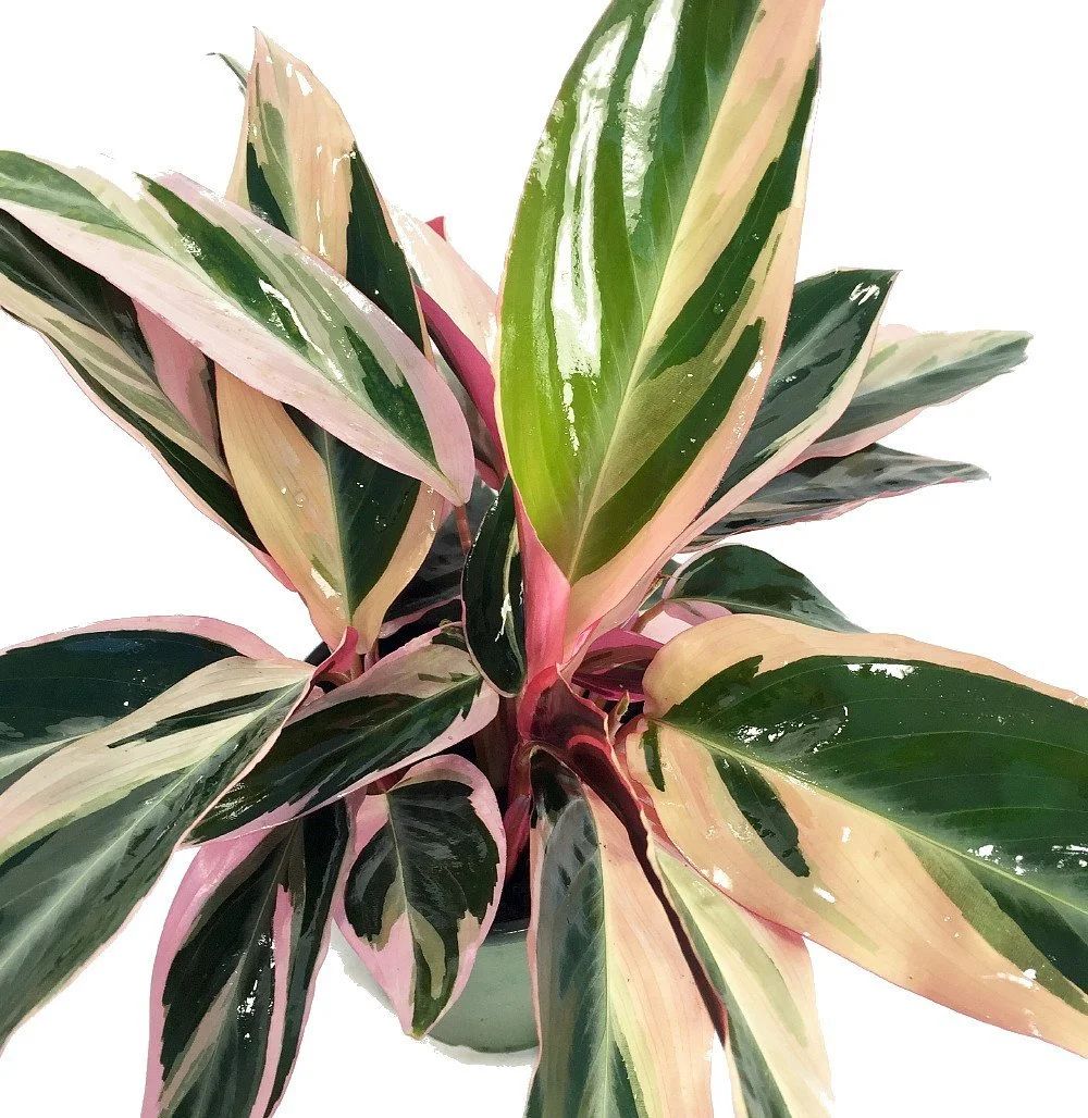 Tricolor Prayer Plant - Stromanthe triostar - Easy to Grow House Plant - 4" Pot - Walmart.com | Walmart (US)