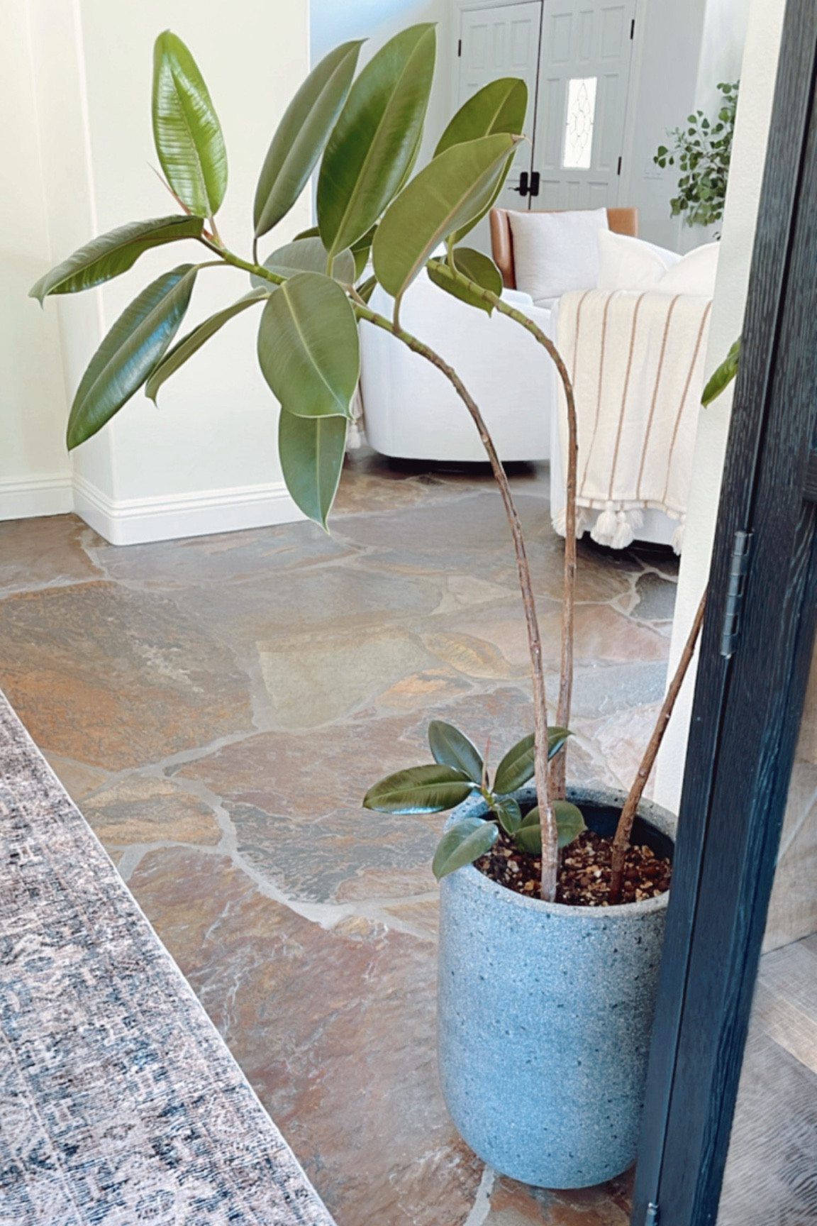 This plant is doing so much better! I highly recommend this planter collection from Rejuvenation. 

Perfect for indoor & outdoor use! 

#planter #plants #plantcare 



#LTKHome #LTKSummerSales #LTKSaleAlert