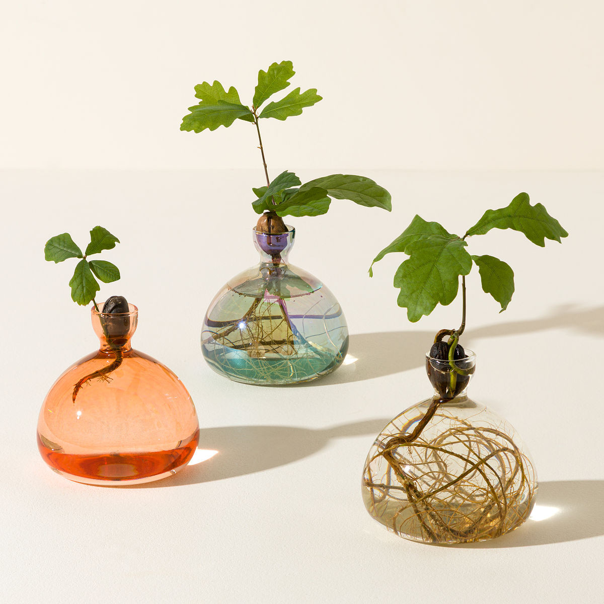 Acorn Vase | UncommonGoods