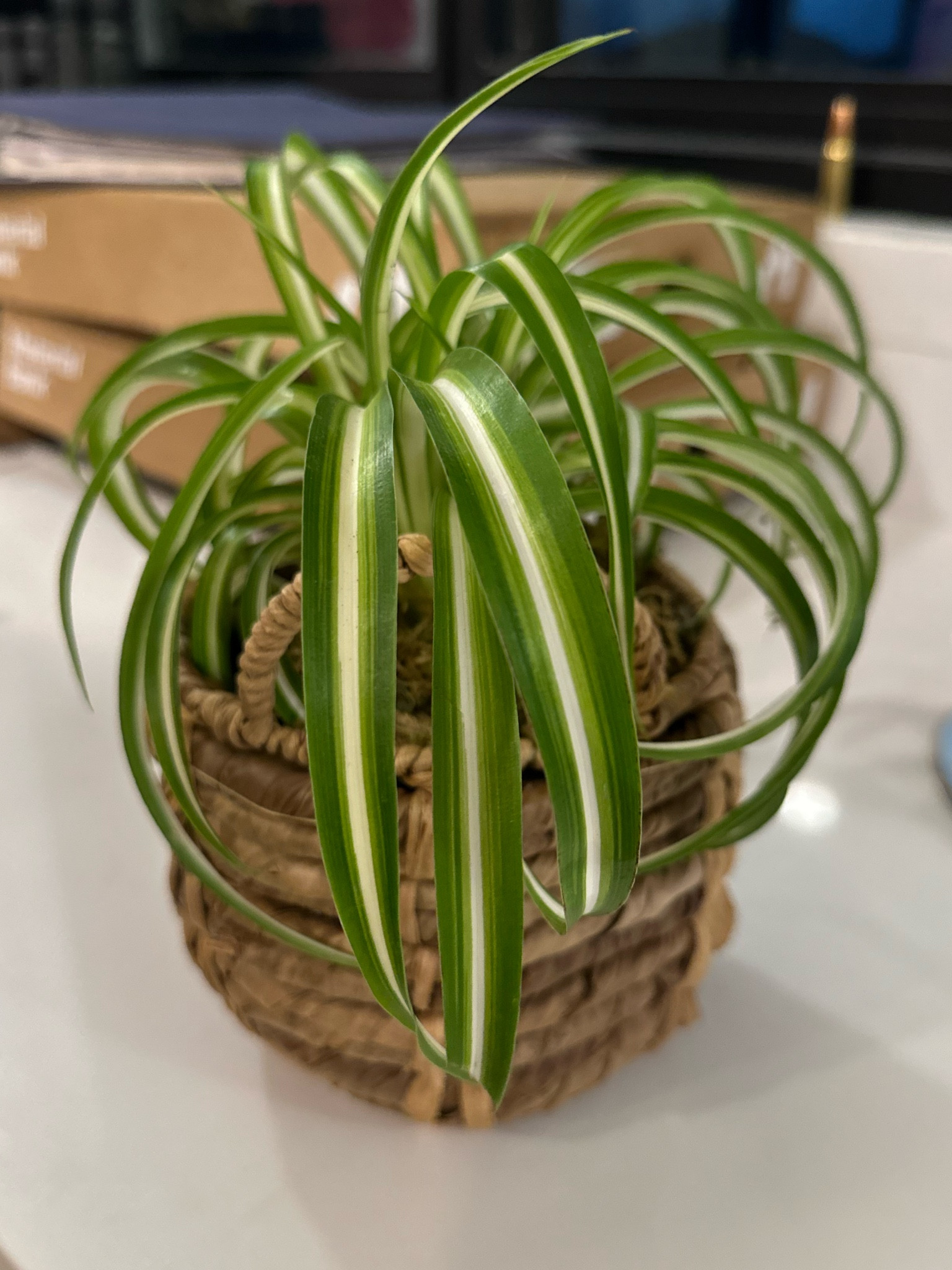 Spider plants improve your air quality! Easy to care for and kid and pet friendly!

#LTKFamily