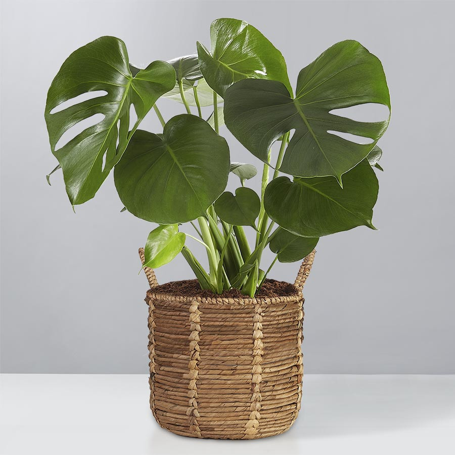 Monstera Deliciosa Floor Plant | plants.com