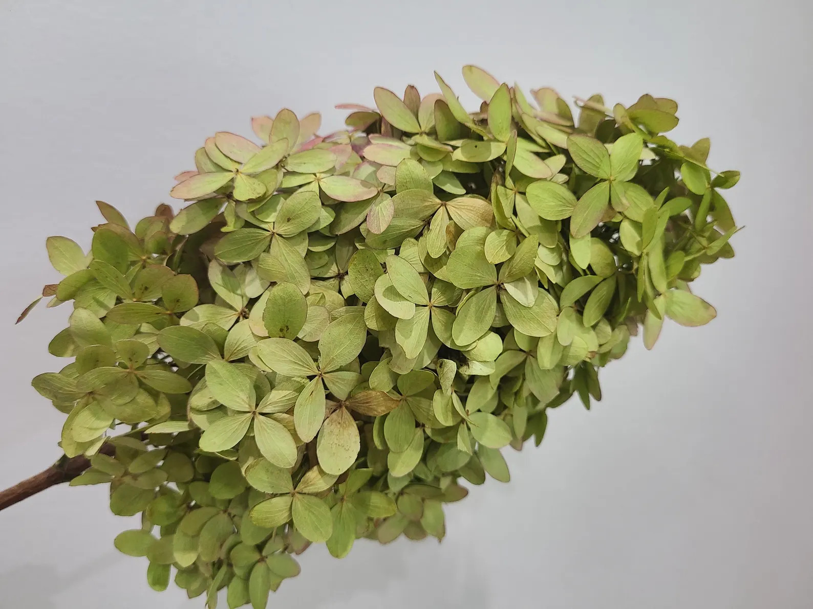 Dry Hydrangea Bouquet ,hydrangeas, Natural Dried Flowers, Everlasting Flower, Wedding Flowers, Br... | Etsy (US)
