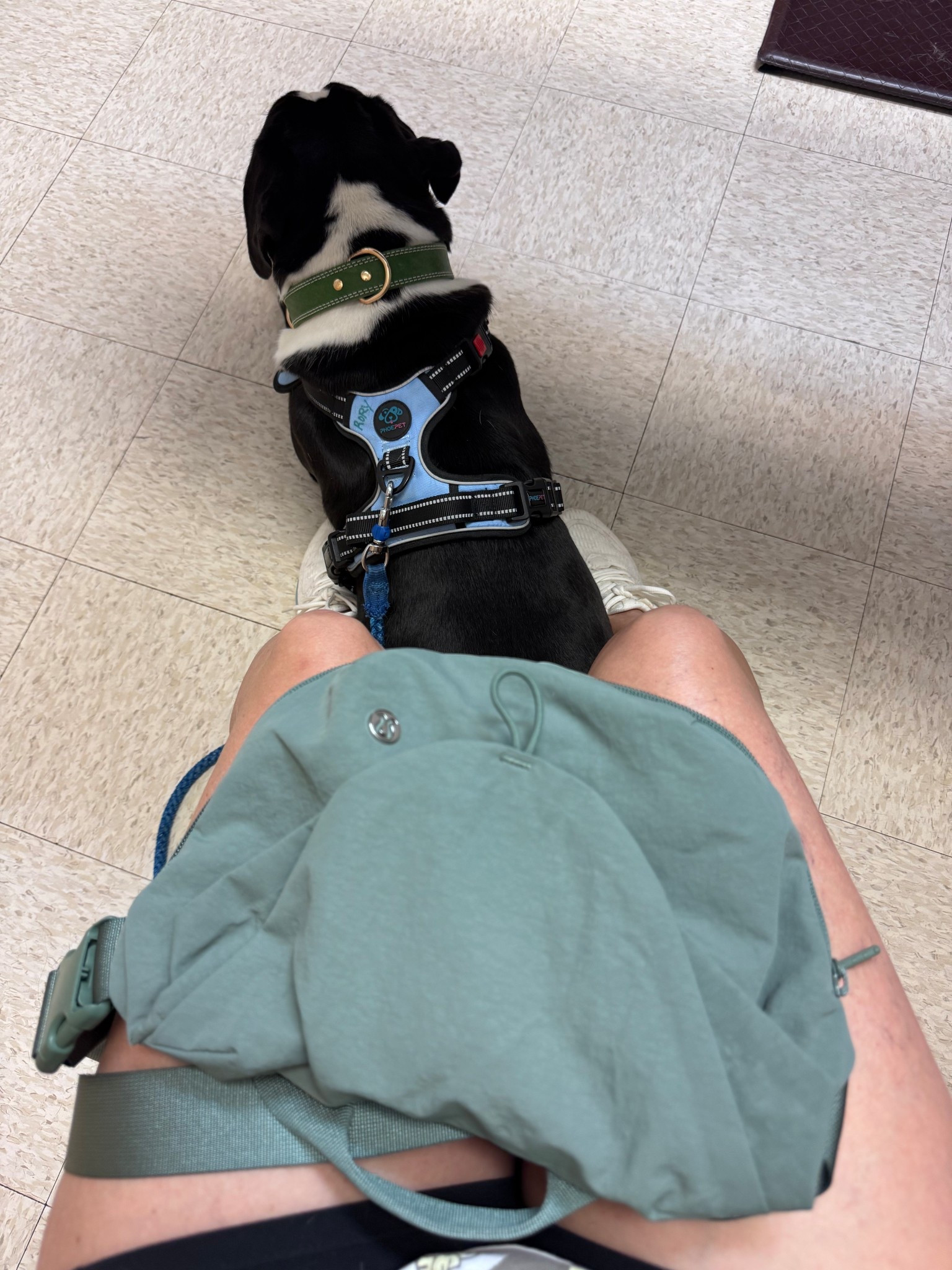 Best bum bag

#LTKActive #LTKItBag