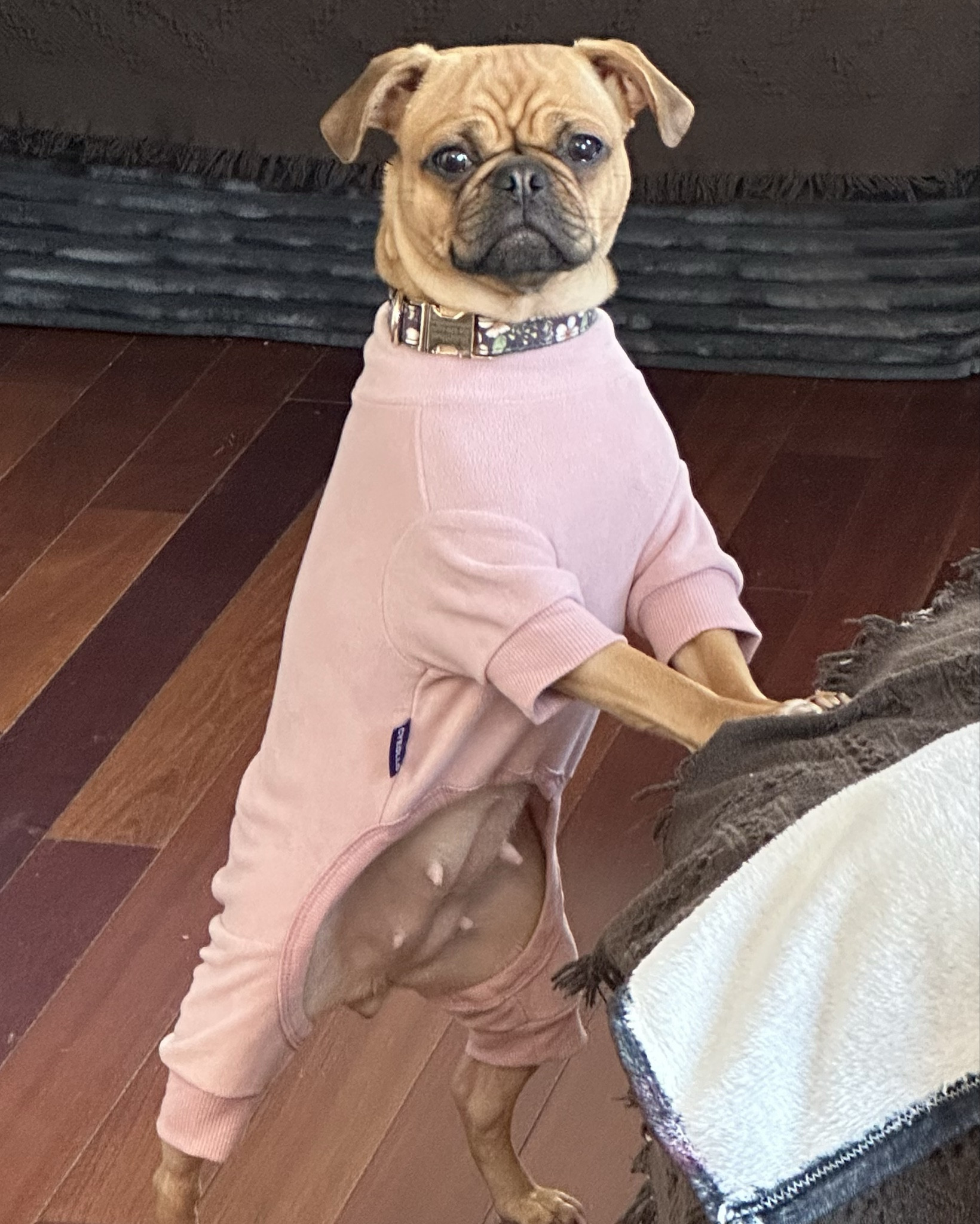 We found the best jammies to keep us warm this winter! 🥶 #ltkpet 

#LTKSeasonal #LTKHome