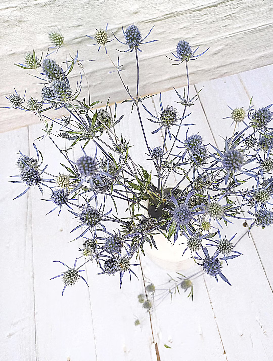 Dried Blue Eryngium Flowers: Colorful Floral Decor, Colorado Grown, 8 Stems | Etsy (US)