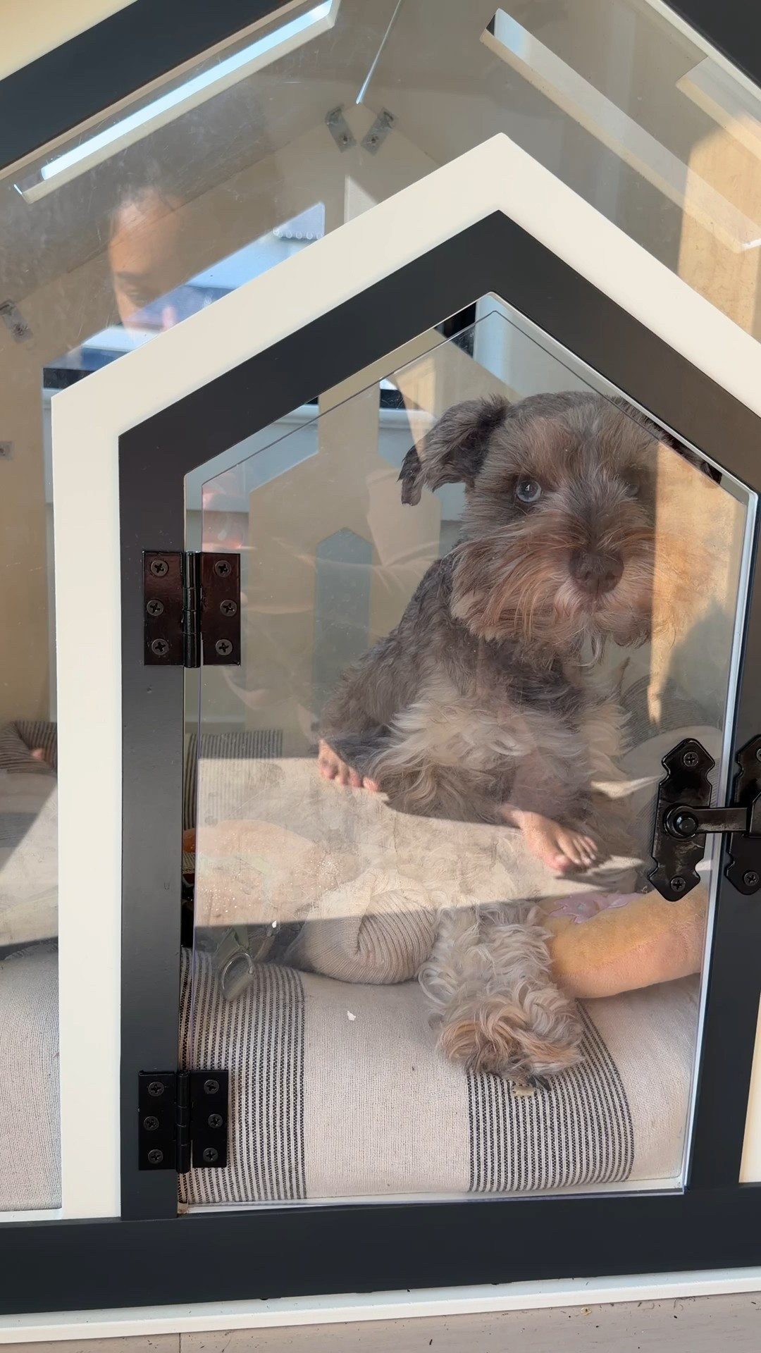 Dog house! #ltkpet #dogparent #dogmom #dogcrate 

#LTKdayinmylife #LTKGiftGuide
