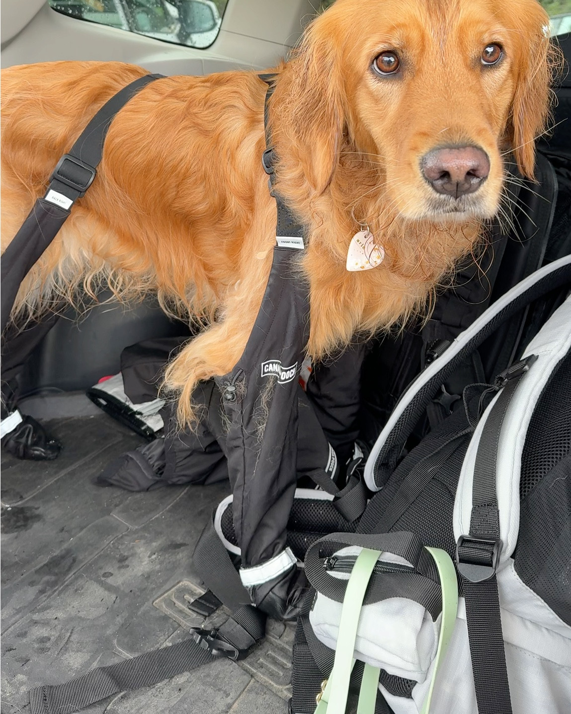 The best snow boots that never fall off with the coolest snow suit! 11/10 would recommend! 

It was raining and snowing on us and kept Aria so dry! 

Update: it looks like the snow suit from Canada Pooch might be discontinued so I also linked in a similar snow suit that we own from Hurtta that we also love SO much!! 