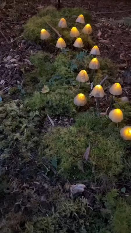 ✨✨✨ Light up your nights with my absolute favorite outdoor lighting solution! 🌟 These adorable Garden Solar Mushroom Lights are like little bursts of magic in my yard. 🍄✨
Grab Yours Here: https://amzn.to/43Kfhuw

Scattered about, they create this enchanting ambiance that's perfect for late-night strolls or cozy gatherings under the stars. Plus, they're super easy to set up! 🌙 Just pop them into the ground, and voila! Instant charm. 🪄

I was amazed at how quickly they started working; literally, the very first night, they lit up my garden with their soft, inviting glow. ✨ Talk about making an entrance! 🌠 And let's not forget the aesthetics - they're a beautiful addition to any garden or yard decor, adding that extra touch of whimsy. 🌻

These little mushrooms are not just lights; they're conversation starters, mood setters, and instant mood lifters. 🌈 Trust me; your outdoor space needs them! Whether you're hosting a garden party or simply enjoying some quiet time under the moonlight, these lights are bound to bring a smile to your face. 😊💫 #gardenideas #gardenflowers #solarlights #outdoorlighting #outdoorliving #yarddesign #gardendesign #amazonfinds #amazonfind #founditonamazon #amazonhomefavorites #amazonhomefinds

#LTKVideo #LTKFestival #LTKSeasonal