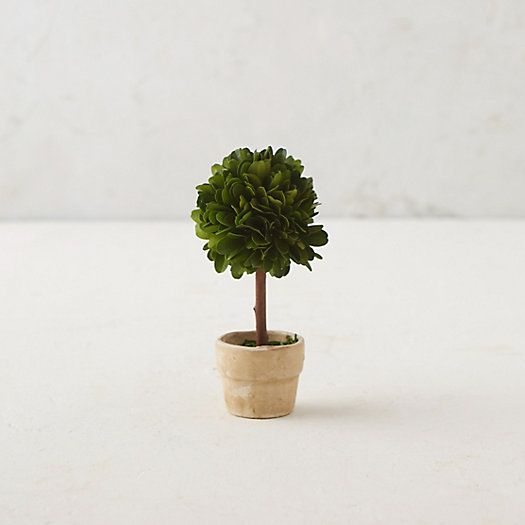 Preserved Boxwood Mini Single Topiary | Terrain