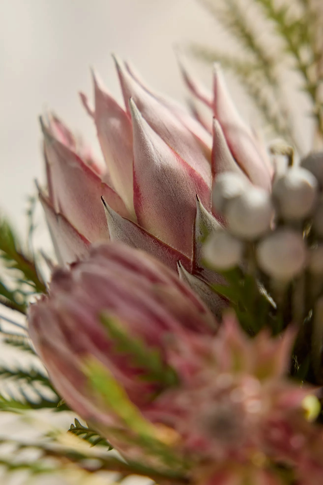 Fresh Protea Bouquet | Terrain