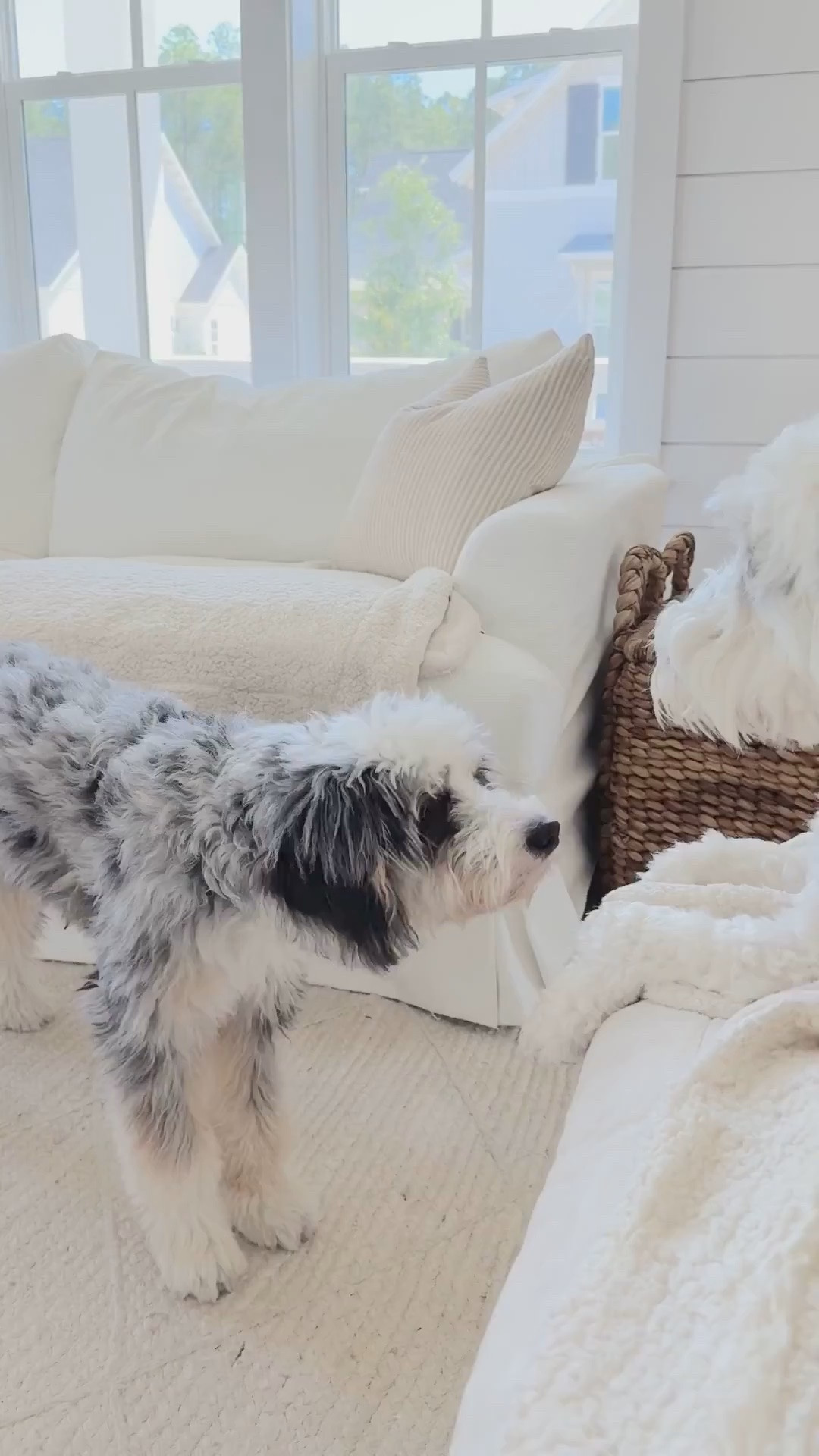 These slipcover sofas are on sale and wash to like new time after time.  They also have replacement slipcovers available at a good price.  

#LTKStyleTip #LTKHome #LTKSaleAlert