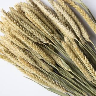 Bindle & Brass Wheat Triticum Dried Natural (2-Pack) BB35-100309 - The Home Depot | The Home Depot