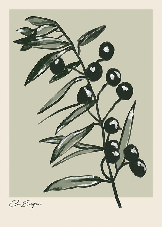 Olea Europaea Poster | Desenio