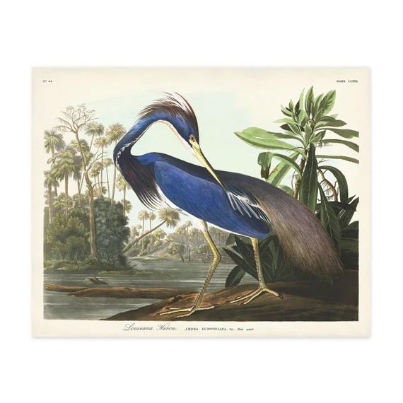 Louisiana Heron Print, Audubon Birds of America, Bird Print, Blue Heron Poster, Shore House Art, ... | Etsy (US)
