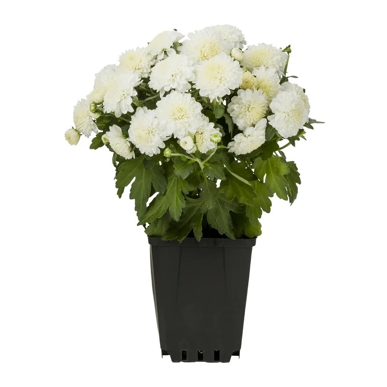 Expert Gardener 1.0PT White Mum, Live Plant in Grower Pot, Full Sun | Walmart (US)