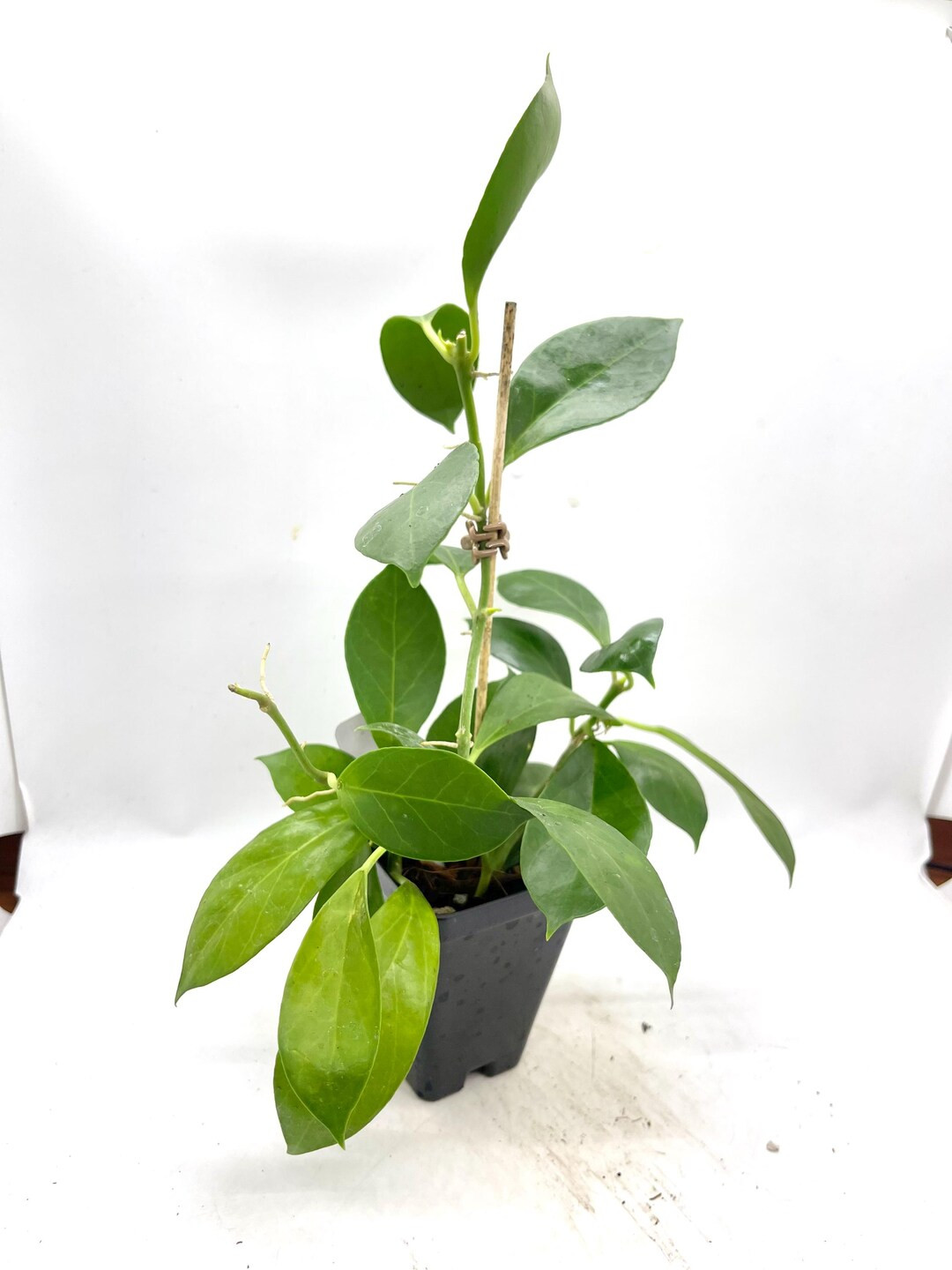 Hoya Obscura - Etsy | Etsy (US)