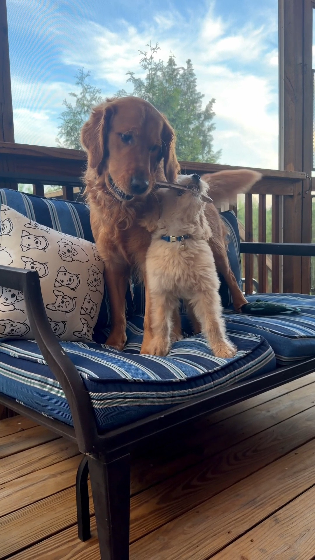 They always want what the other has 🤪🐾

#LTKSaleAlert #LTKdayinmylife #LTKHome