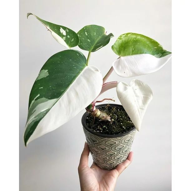 White Knight Philodendron - Live Plant in a 4 Inch Nursery Pot - Philodendron Erubescens ‘White... | Walmart (US)