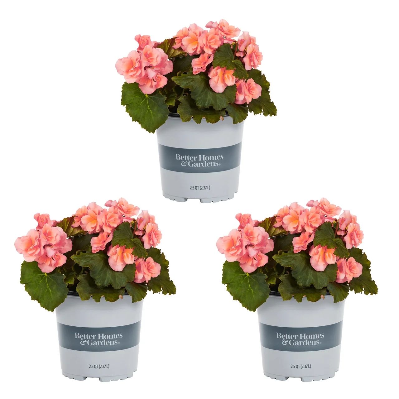 Better Homes & Gardens 4" Pink Begonia Live Plants Grower Pot (3 Count) | Walmart (US)
