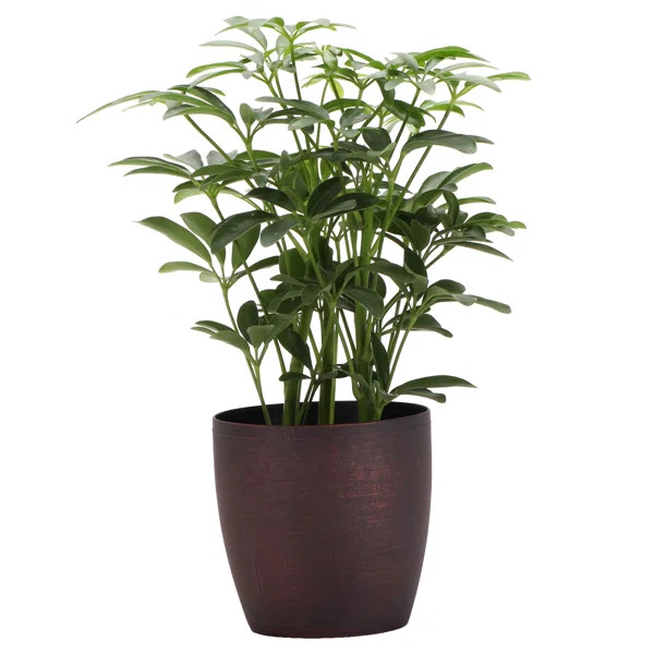 Live Arboricola Plant in Pot | Wayfair North America