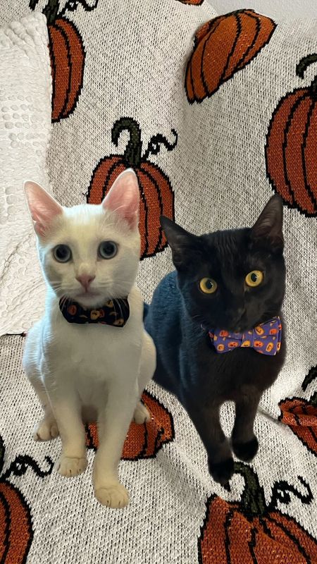 They wouldn’t stay still… had to photoshop them together 🤣 my sister got these Halloween collars for my cats from Amazon! The kitties are finally big enough to wear the collars (which are adjustable and breakaway incase they get stuck!) and they come with the cutest bow ties 🥺 at first they were a little confused but then immediately got used to them and started playing like normal! 

#LTKGiftGuide #LTKHalloween #LTKVideo