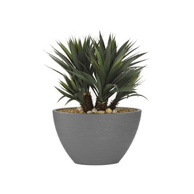 Star Succulent Plant in Grey Planter | Frontgate | Frontgate