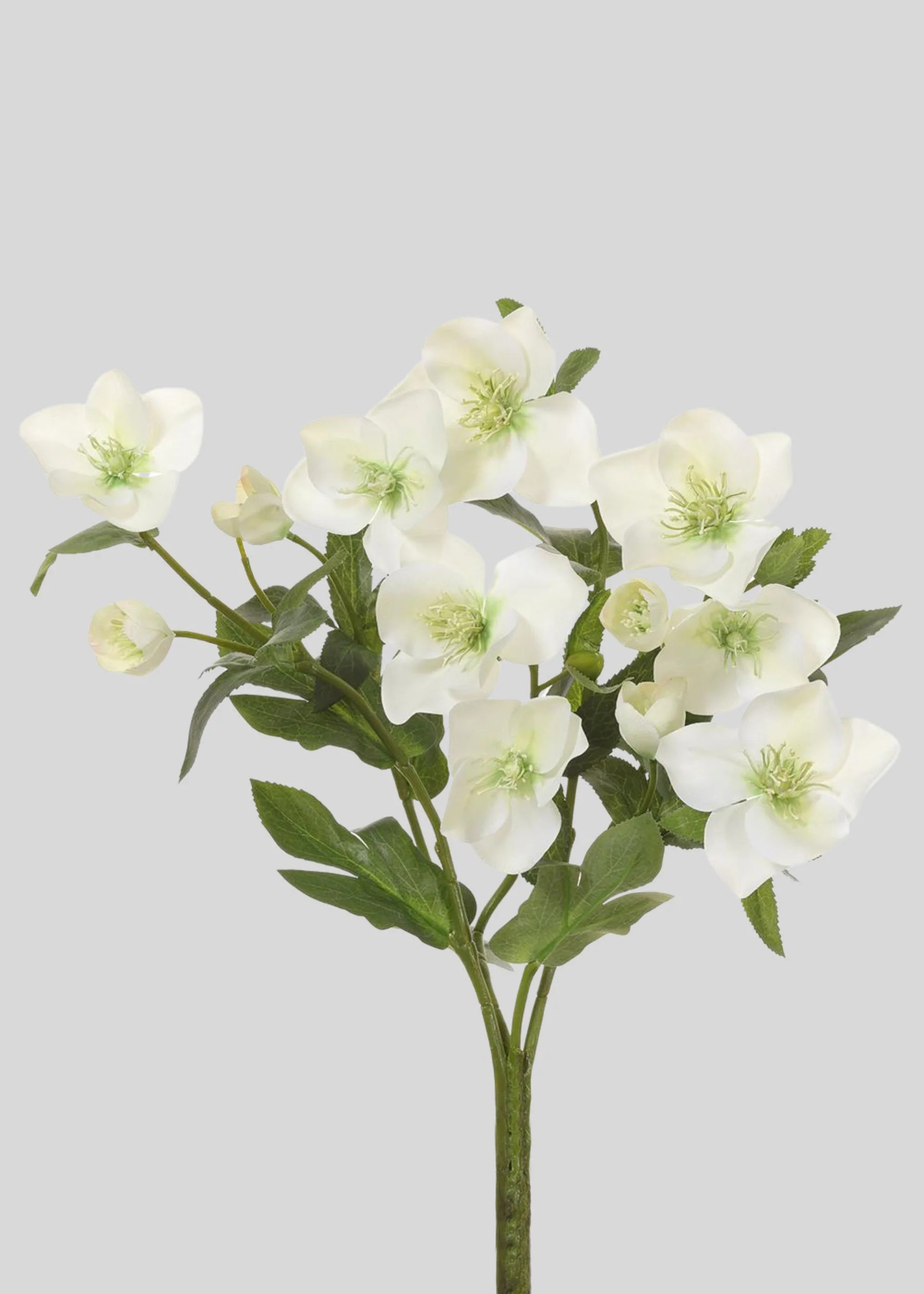 Cream Green Helleborus Bush | Realistic Artificial Flowers | Afloral | Afloral