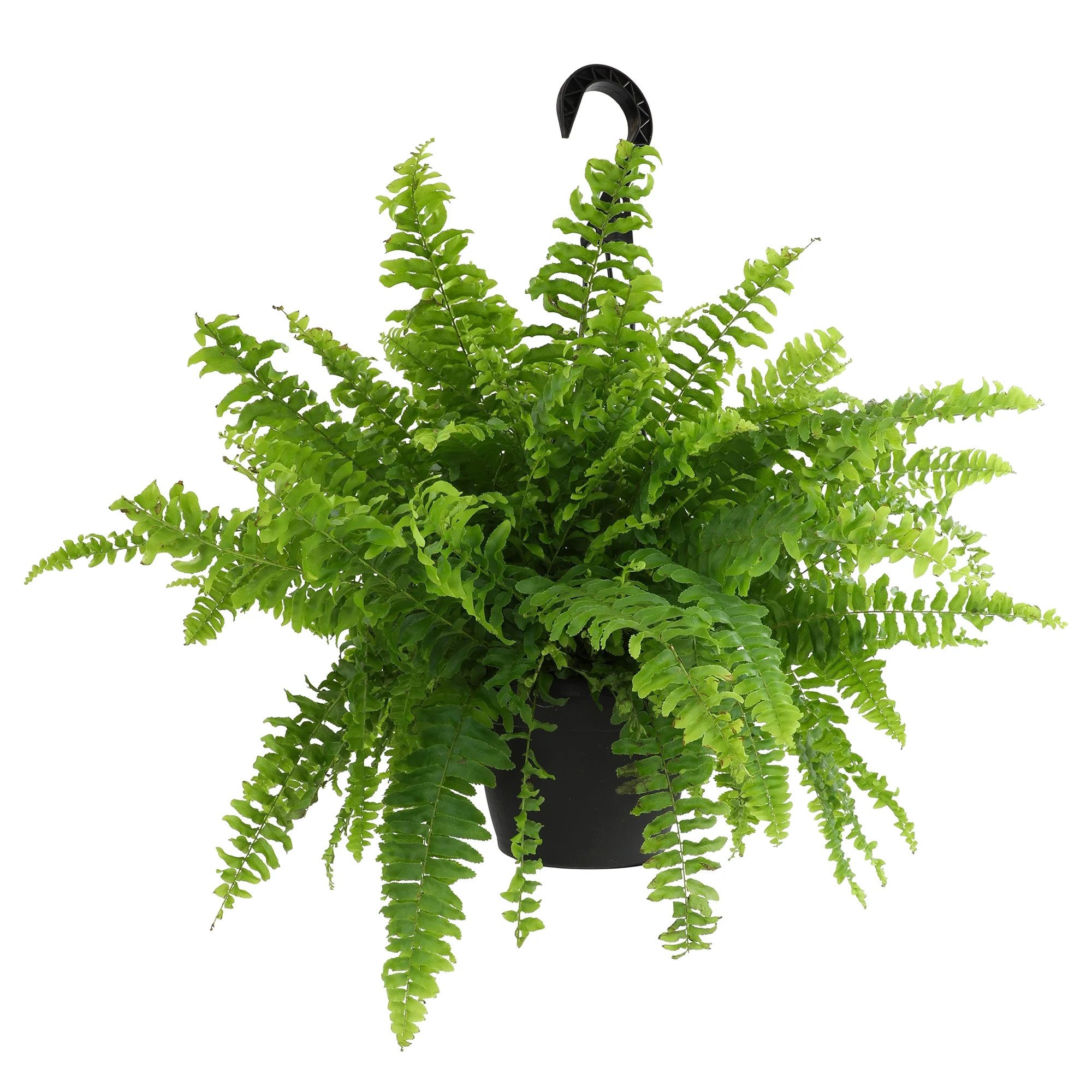 Element by Altman Plants 6in Boston Fern | Walmart (US)
