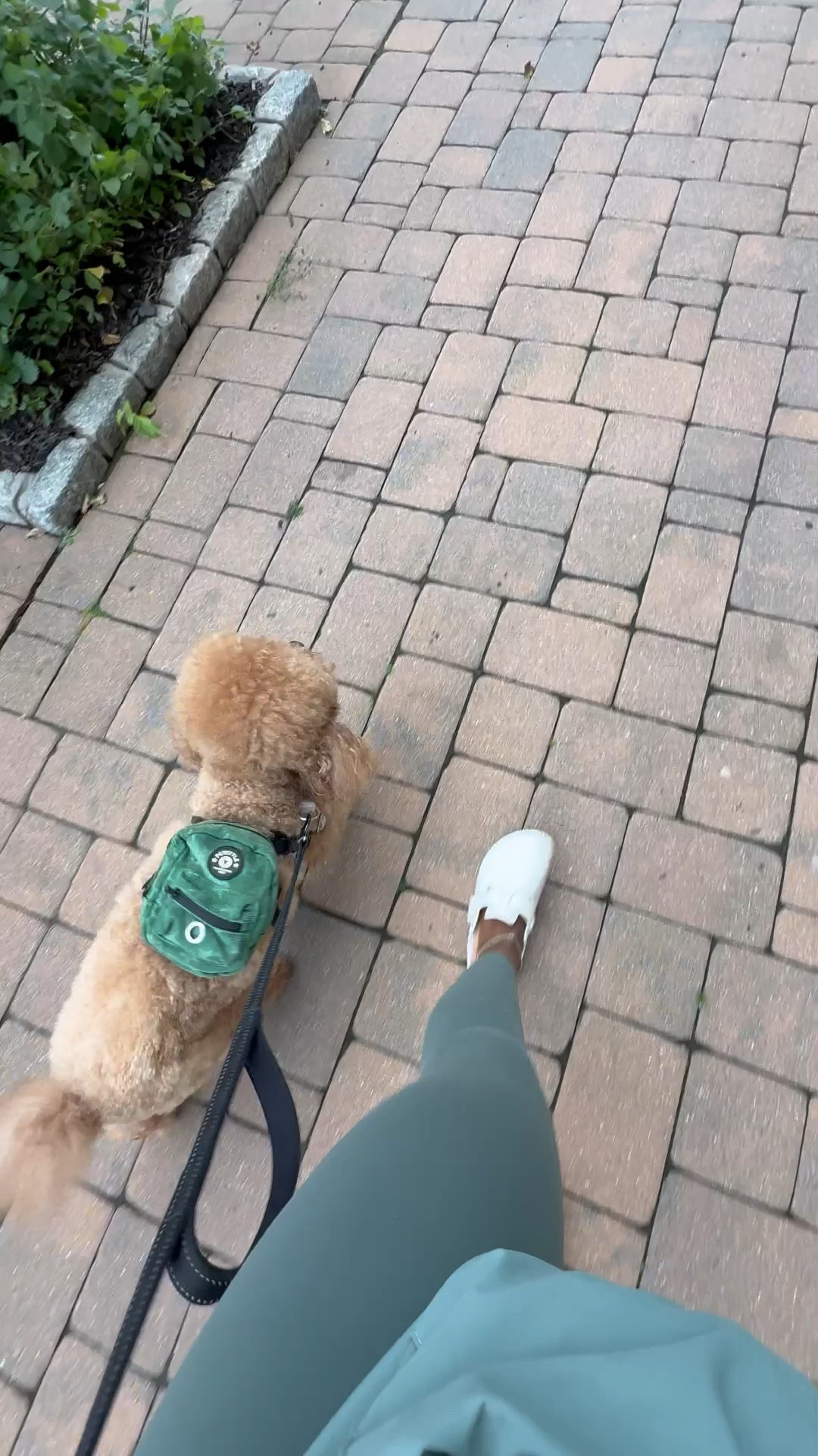 doggie backpack for the park 