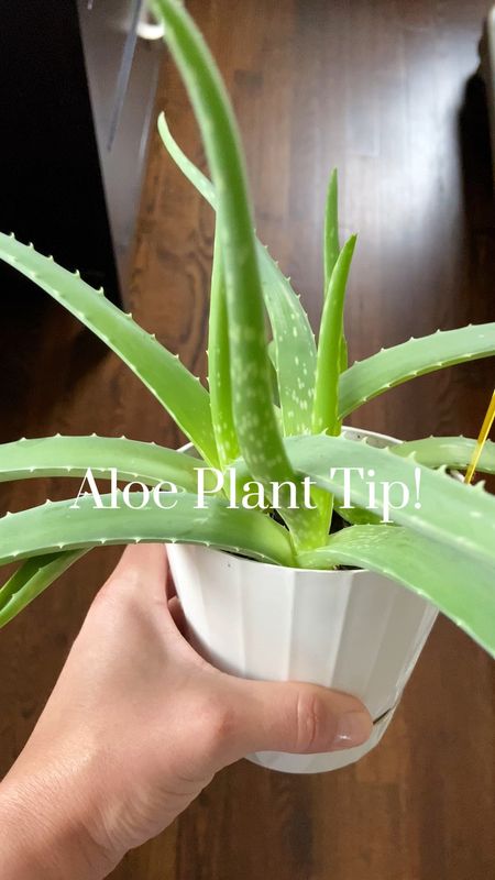 Aloe plant tip for my fellow aloe lovers! 

Growing can be a say, yet there  are few things you need to make sure that to do so that your aloe can continue to grow and thrive for years to come.

Tip: once your mature aloe starts to flower, enjoy the flower, but cut the flower at the base of the stem as soon as it is done! This will ensure that your aloes nutrients and energy is redirected to the leaves around that flower. 

My aloe has been flowering for about three years now. This is the first year I had two flowers 🌸 

Summer is around the corner… can’t wait to share my aloe mask recipe with you 🥰

#LTKHome #LTKVideo