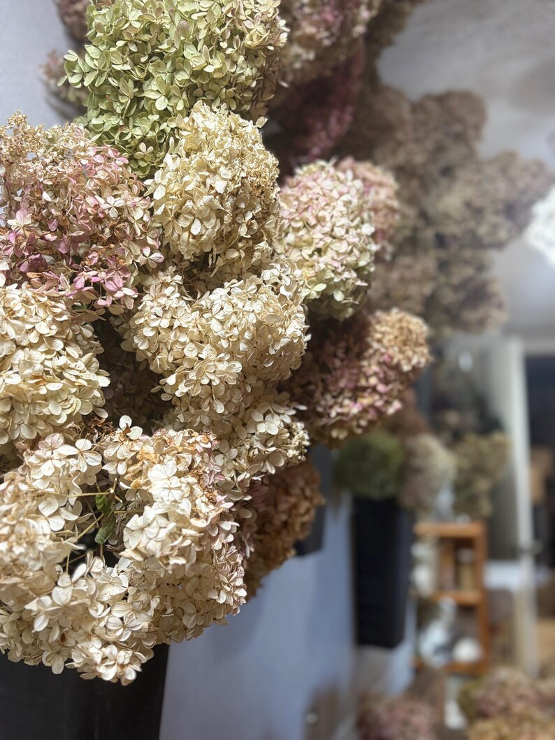Dried Hydrangea Stems | Paniculata Blooms | Large to Medium to Large - Last of the Last - Etsy | Etsy (US)