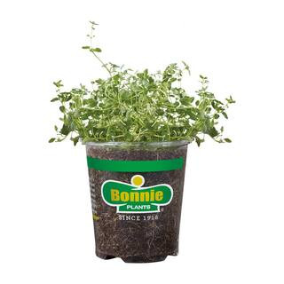 19 oz. English Thyme Herb Plant | The Home Depot