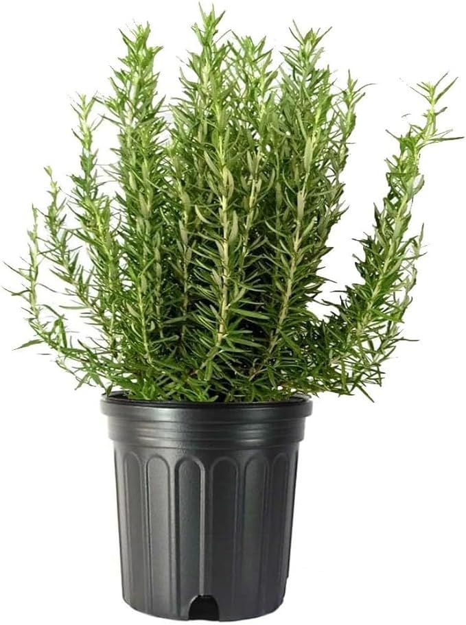 American Plant Exchange Live Tuscan Blue Rosemary Plant with Fragrant Blue and Violet Flowers, Ed... | Amazon (US)