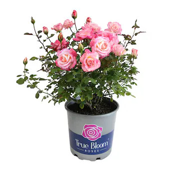 Altman Plants Pink True Bloom True Bliss Rose 8 -Quart 1 -Pack in Pot | Lowe's