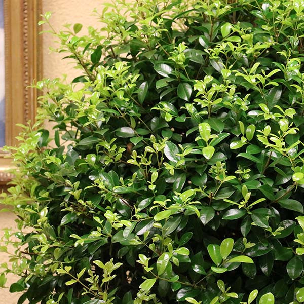 Eugenia 2- Ball Topiary - Decor Steals | Decor Steals