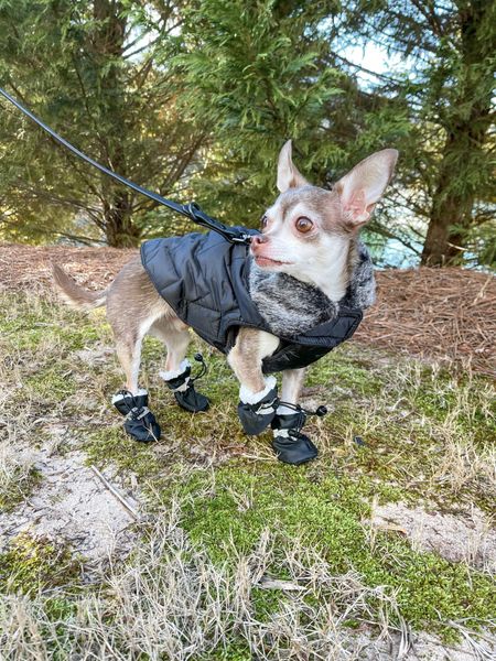Love this coat and boots for winter!

Dog coat, dog boots, dog harness, dog leash

#LTKSeasonal #LTKunder50 #LTKfamily