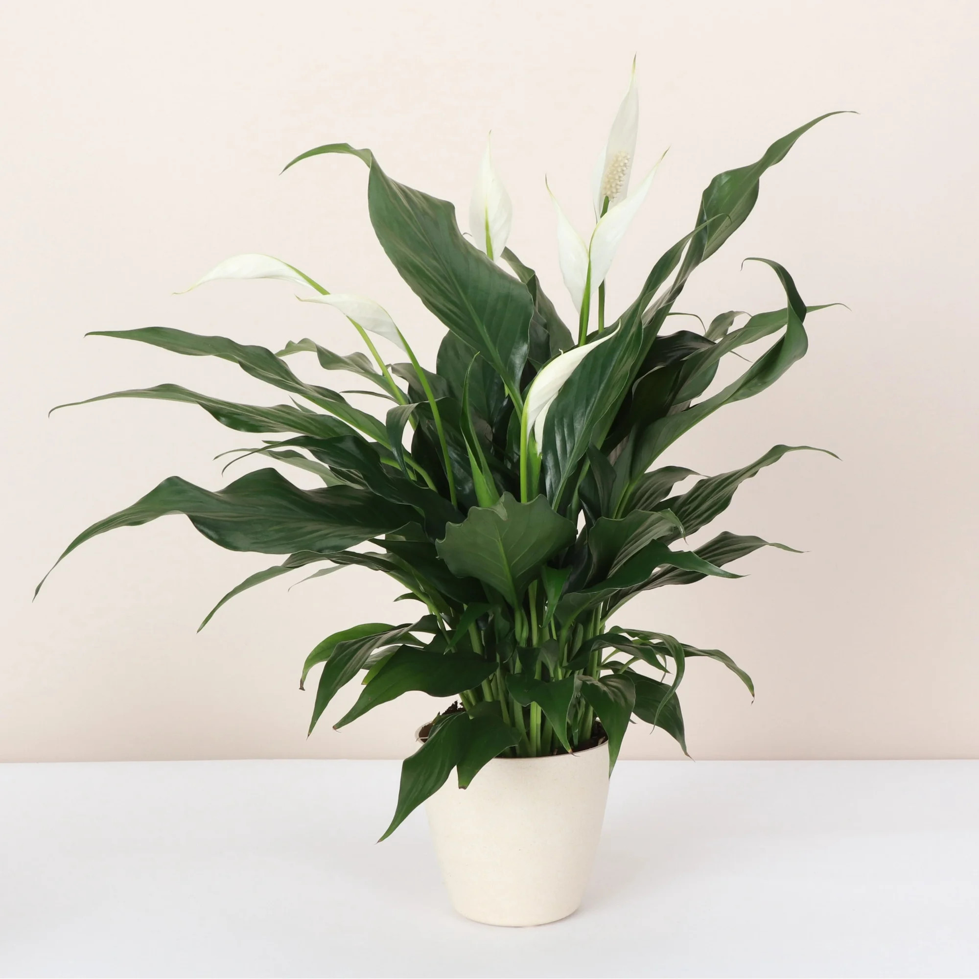 Live Peace Lily Plant - 4" Decorative Eco Pot - Natural | Walmart (US)