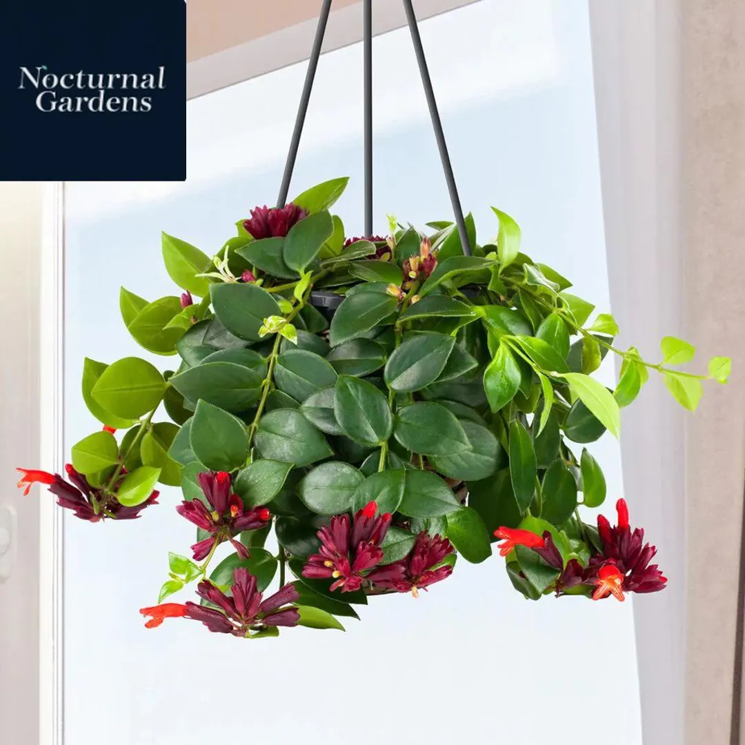 Lipstick Plant ‘Mona Lisa’ (Aeschynanthus Obconicus) | Etsy (US)