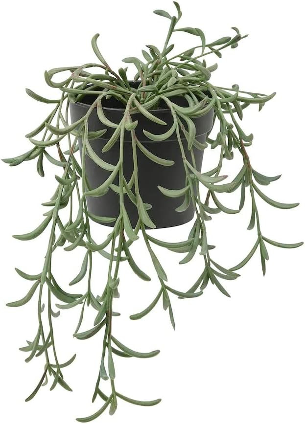 Fejka Artificial Potted Plant, Indoor/Outdoor/String of Bananas Hanging 3 ½ ” 205.084.08 | Amazon (US)