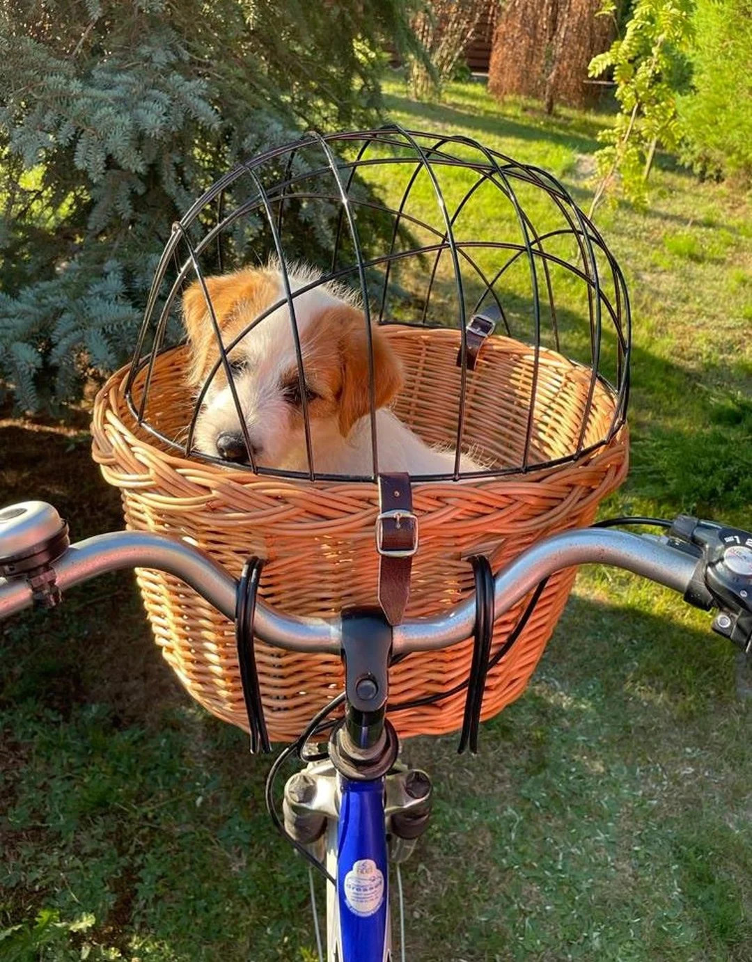 MEDIUM Carrier for a Dog or Cat, Wicker Bike Basket, Handmade Bike Basket for Animals in NATURAL ... | Etsy (US)