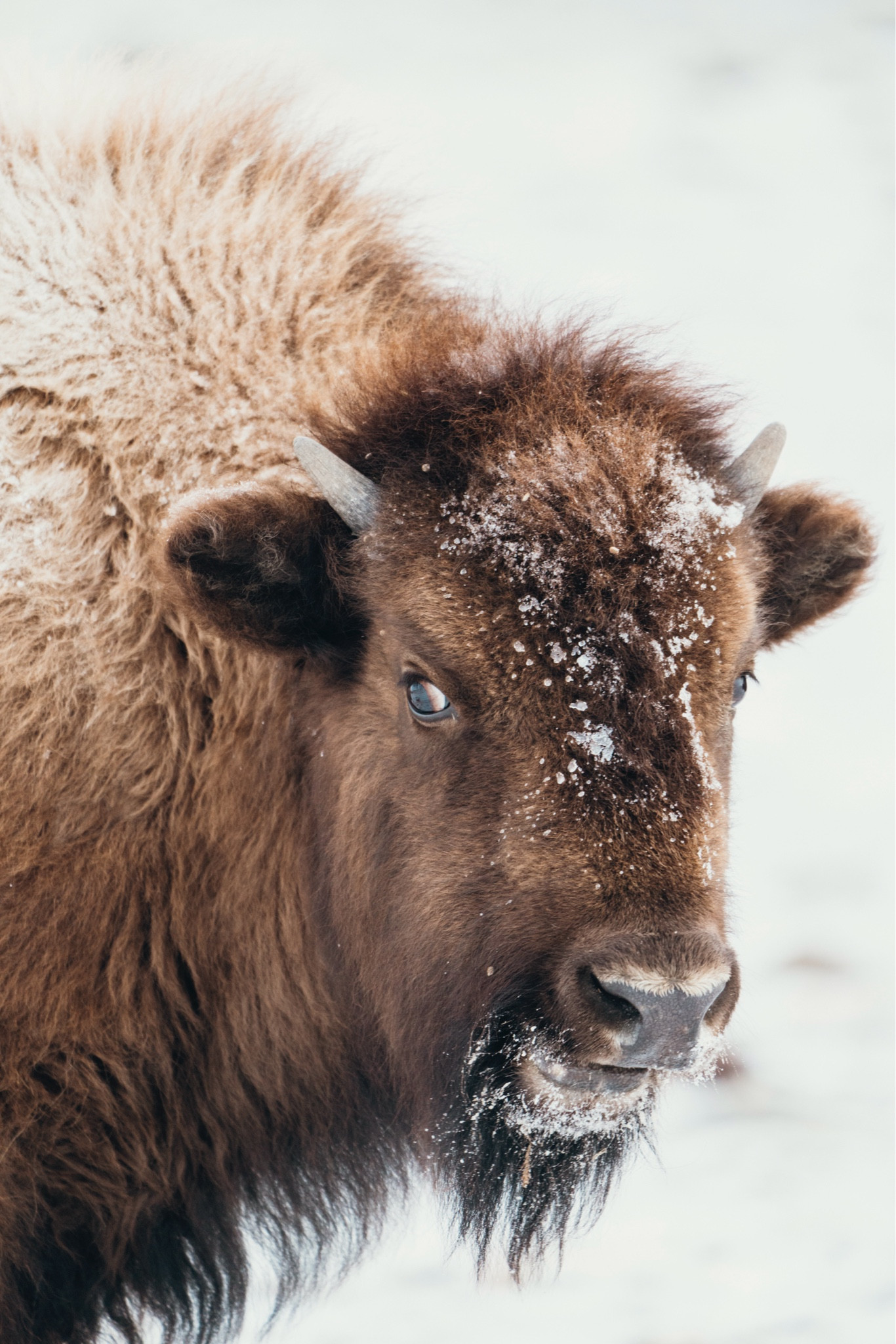 Want great photos on your trips? Look no further. 

#LTKHoliday #LTKGiftGuide #LTKSeasonal