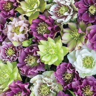 Double Flowering Lenten Rose Hellebore, Dormant Bare Root Perennial Plants (2-Pack) | The Home Depot
