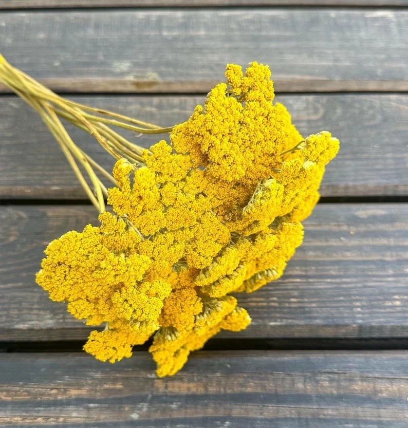 Bring warm, natural charm into your home with this stunning dried Achillea (Yarrow) bundle from Made by LovelyFlowerUA. Featuring 10 handpicked stems in a rich golden yellow hue, each bunch is uniquely arranged and harvested with care in Ukraine by the seller’s family. Perfect for styling shelves, tables, or gifting, these long-lasting blooms add timeless beauty to any space. #LTKHome #EtsyFinds #DriedFlowers #HomeDecor #FarmhouseStyle #BohoDecor #FloralDecor #GiftIdeas #EtsySeller #NeutralDecor

#LTKHome #LTKSeasonal