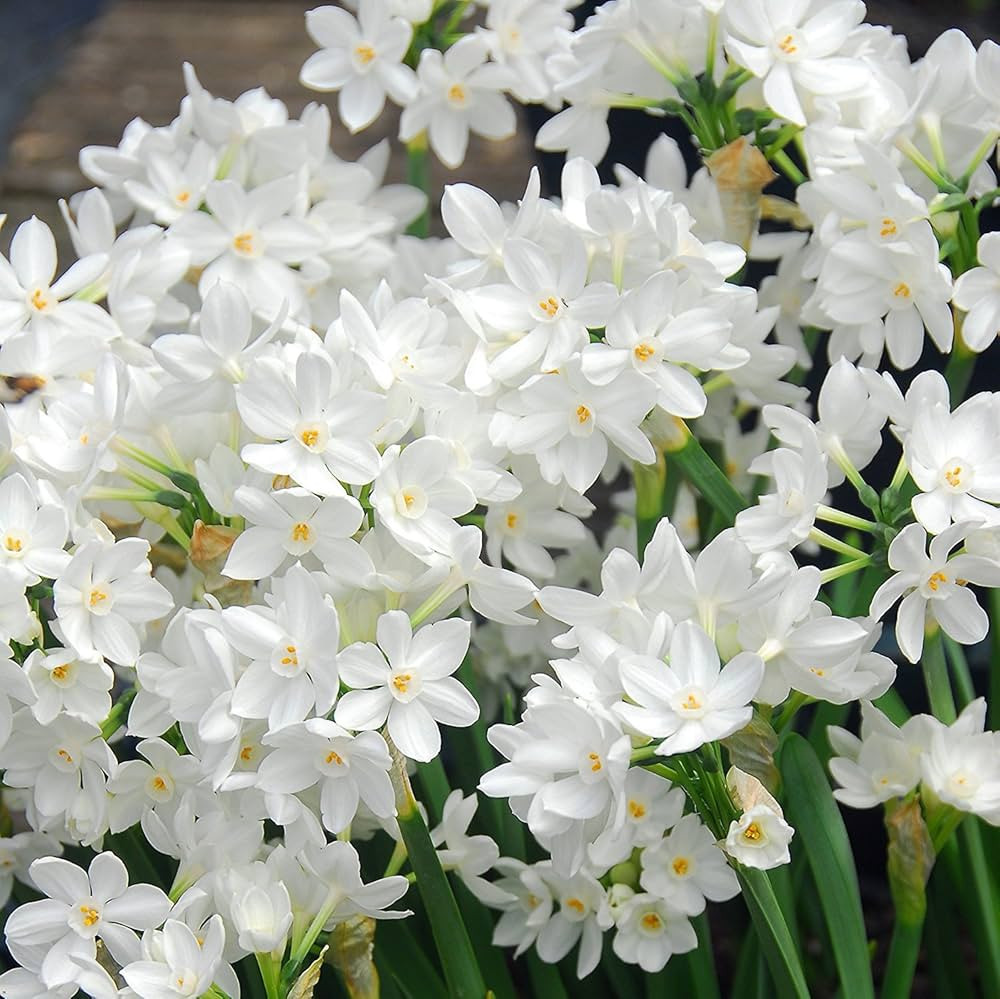 Easy to Grow Narcissus Paperwhite 'Ziva' (10 Pack) - Value Size Plant Bulbs for Gardening or Indo... | Amazon (US)