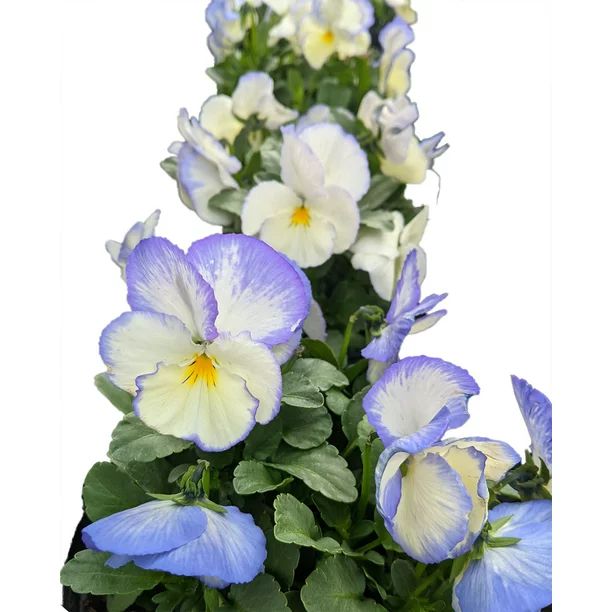 Celestial™ Blue Moon Hardy Violet - Viola - Shade - Live Plant - Gallon Pot - Walmart.com | Walmart (US)