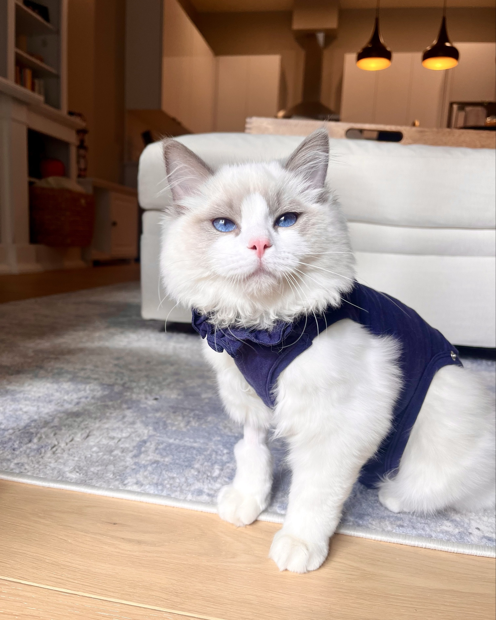 If your cat hates the cone after surgery… this recovery suit is a lifesaver & honestly, iconic. 🐾
It’s from Kukaster Pet on Amazon - breathable, comfy, and lets your cat move around normally while keeping stitches protected. I got the navy, but it comes in tons of cute colors! Linked mine + similar ones 💙

#LTKFindsUnder50 #LTKPets #LTKFindsUnder100