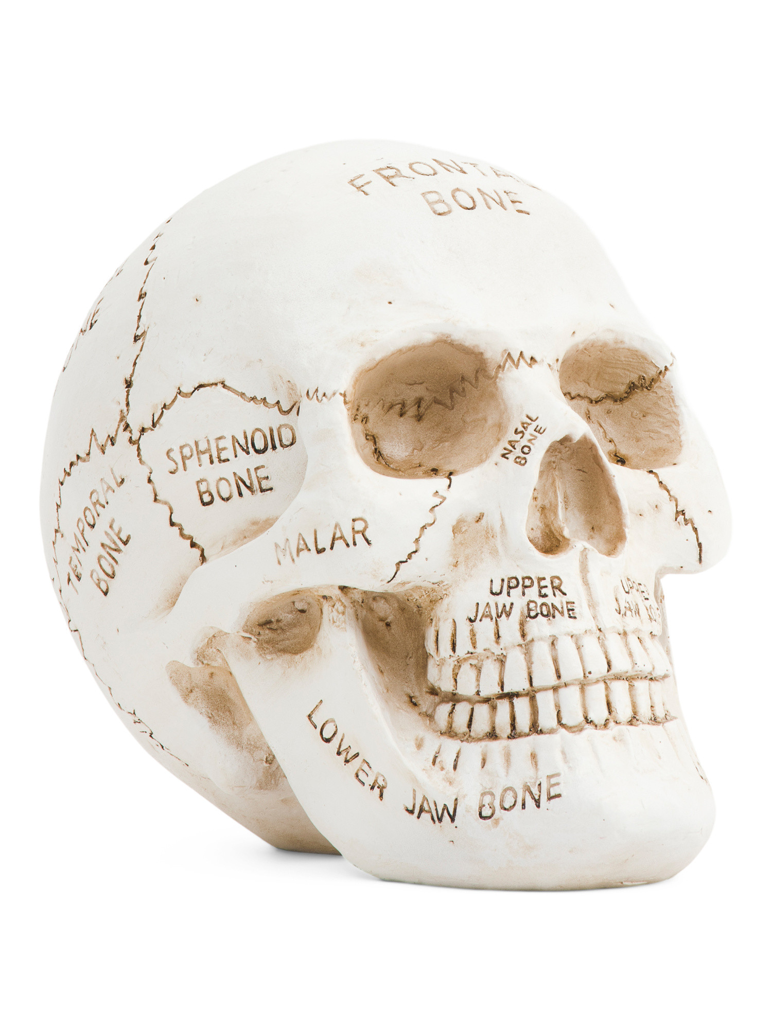 Skull With Bone Illustration | TJ Maxx