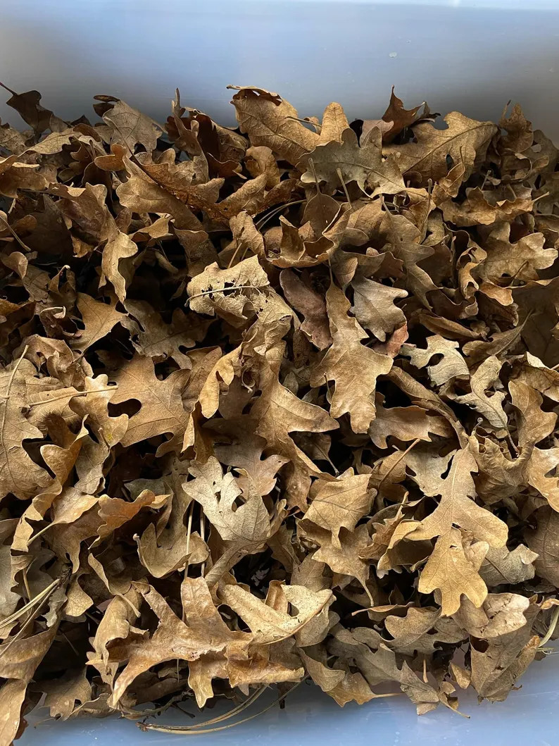 Naturally Dried Oak Leaves Pesticide Free - Leaf Litter - Bedding for Critters 2023 - Etsy | Etsy (US)